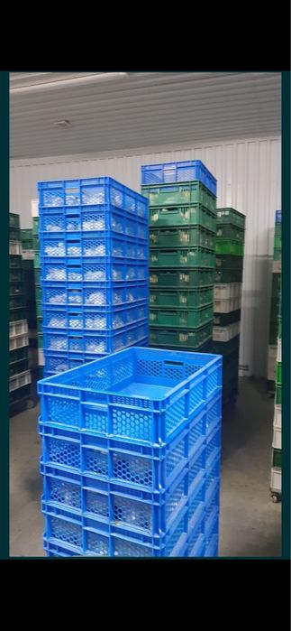 Добові курчата бройлер КОББ-500