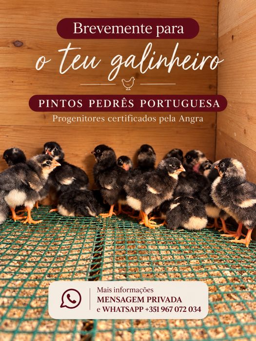 Pintos pedres Portuguesa