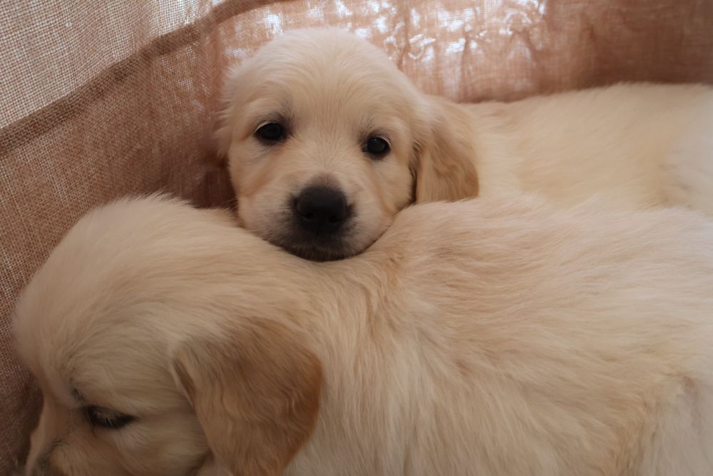 Golden retriever