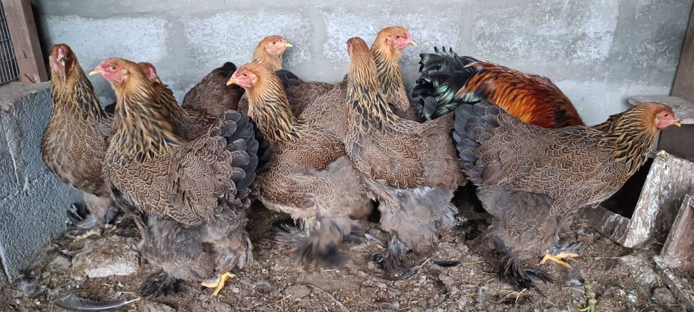 Ovos galinha Brahma Perdiz Gold