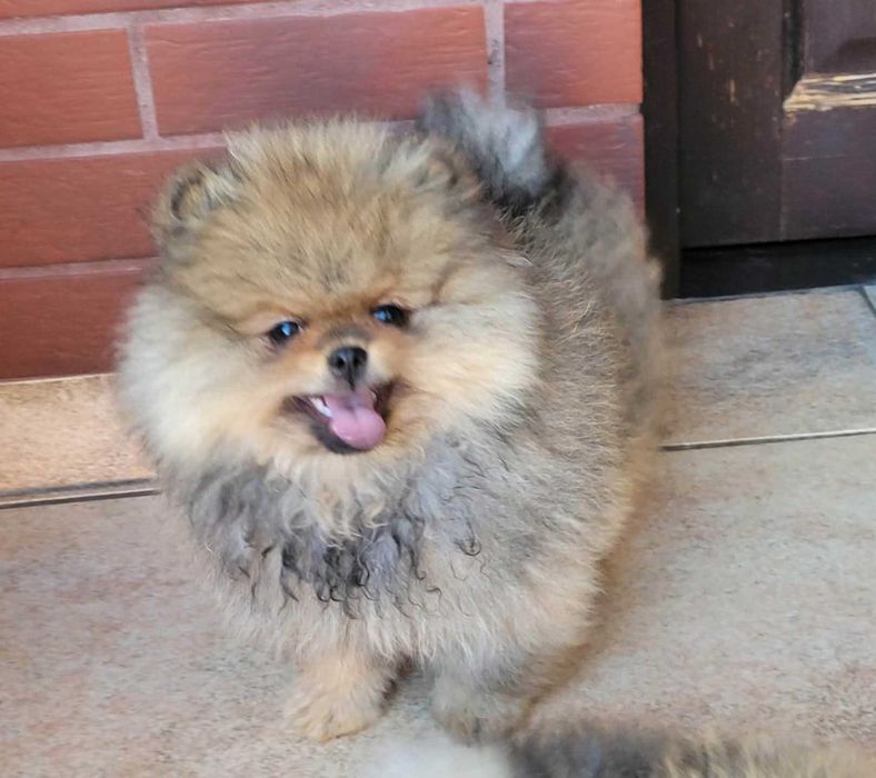 Szpic miniaturowy pomeranian piesek FCI