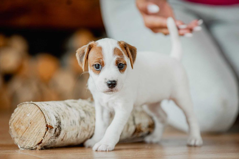 Parson Russell Terrier ZKwP