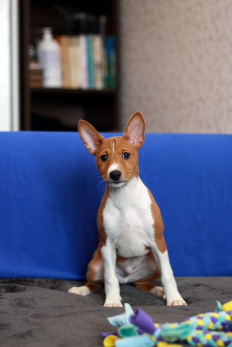 Басенджи це диво природи! Хлопчик чекає своїх людей. КСУ