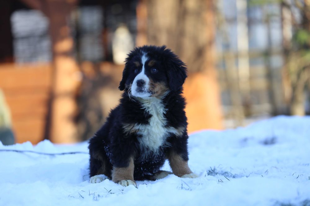 Berneński pies pasterski- szczeniak