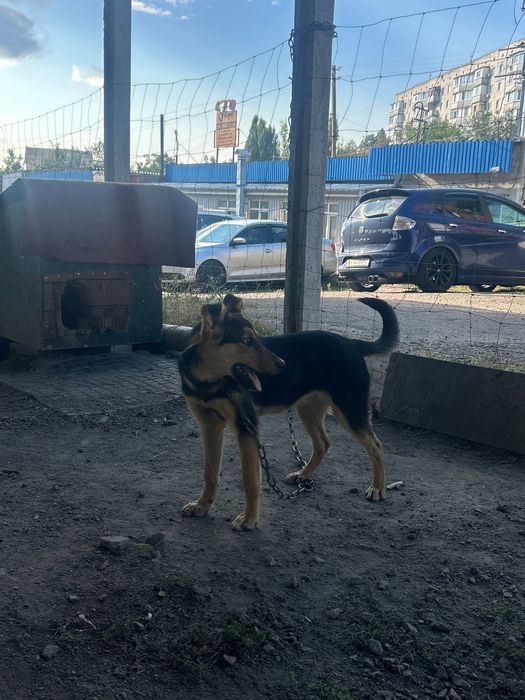 Песик в добрі руки
