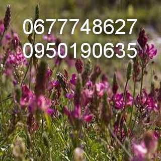 Еспарцет насіння/ экспарцет семенаам