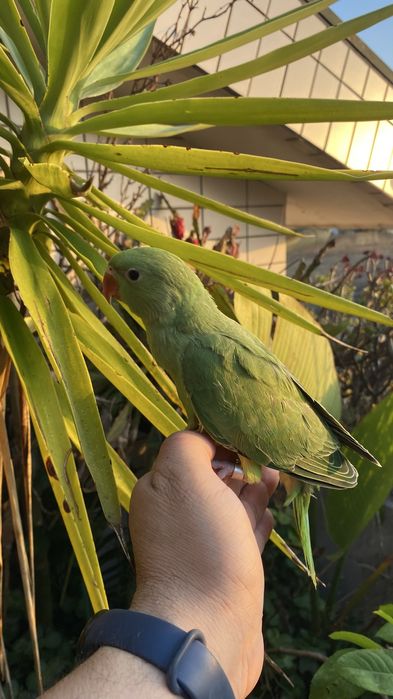 Ring neck domesticado