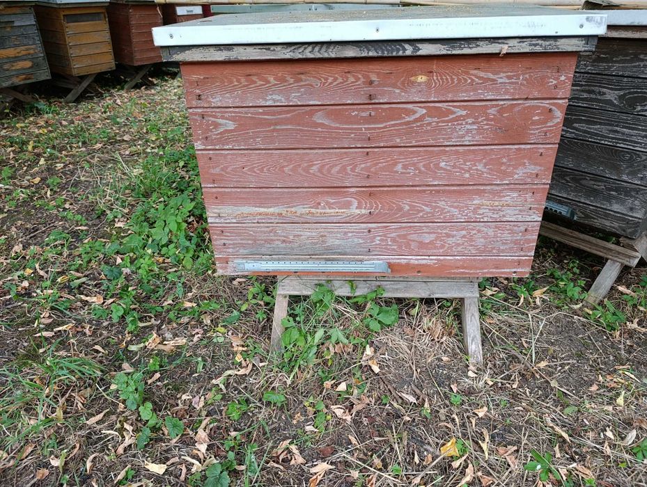 Ule Warszawskie poszezane