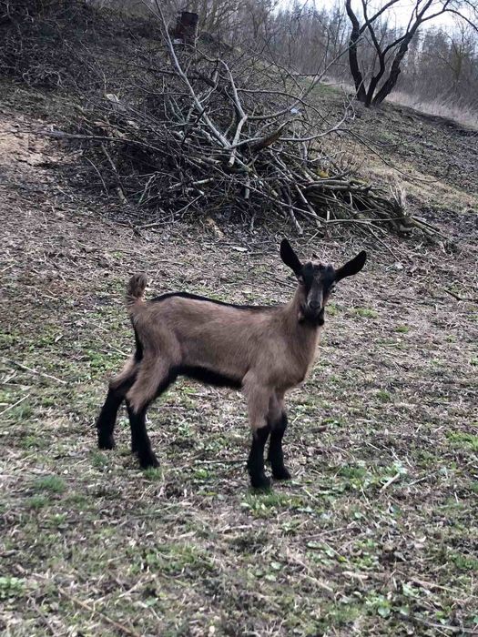 Козлик , цапик,  альпієць