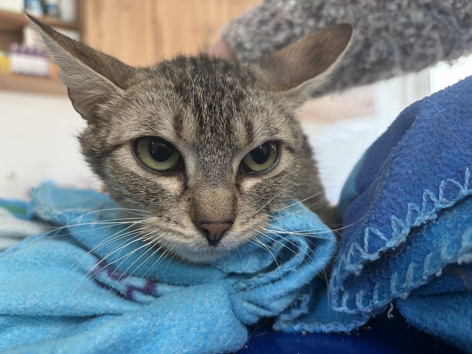 Młoda kotka do pokochania