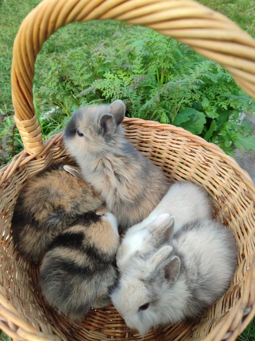 кролик карликовий  міні чорний отер маленький й  короткошерстний