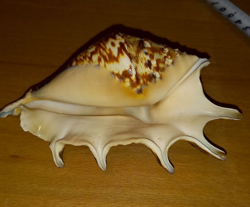 Ракушка морская,красивая