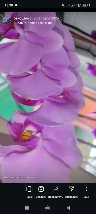 Фиалкі цвітуть з весни, є ще  маленькі, та алое