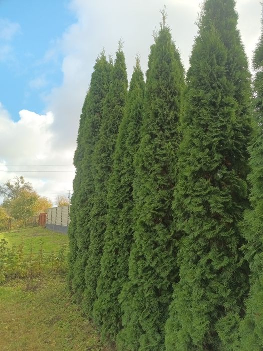 Туя смарагд продам