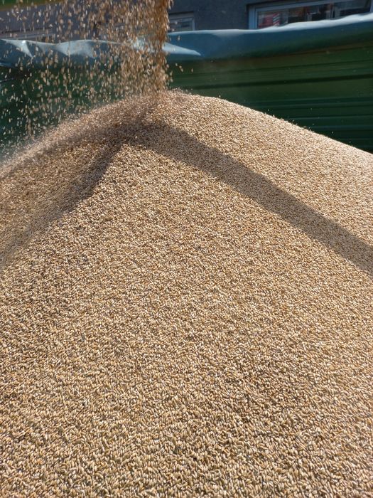 Pszenżyto ozime  dla kur, świń.