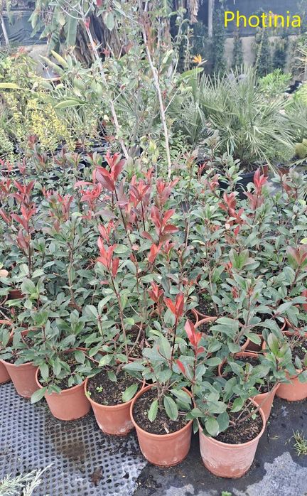 PHOTINIA (Photinia frasieri)