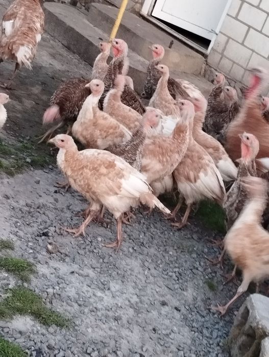 Продаємо підрощенні Індичатка