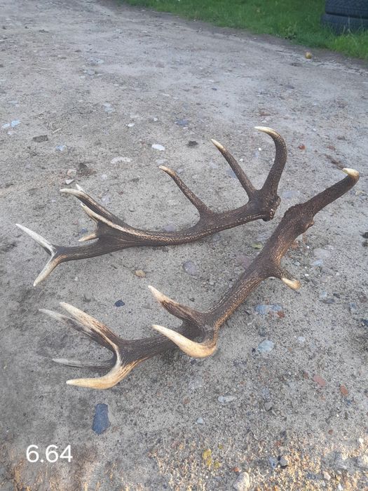 Duża Piękna Para zrzutów jelenia 6.64 kg zrzuty poroże rogi