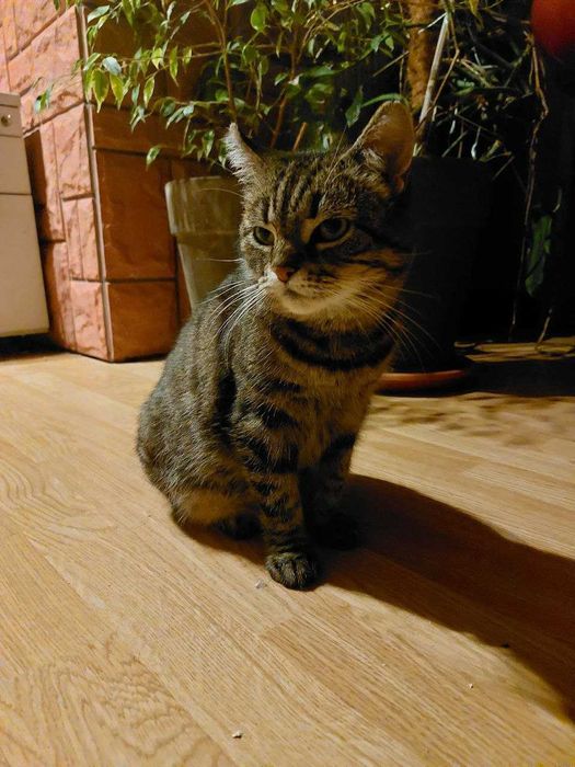 RHYSYA - bura koteczka - dziecko wojny z Irpin