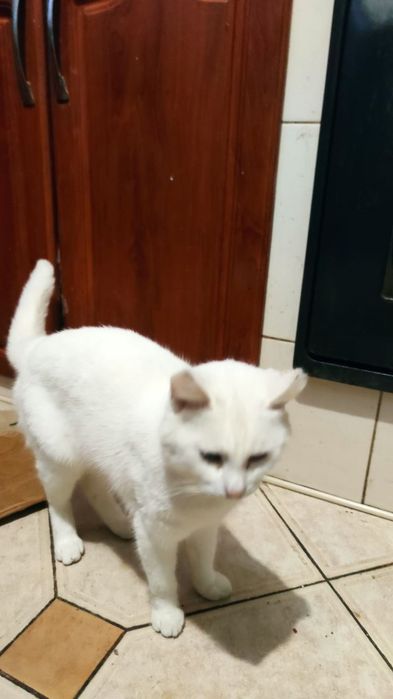 Безкоштовні милі котики