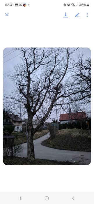 Oddam za darmo drewno