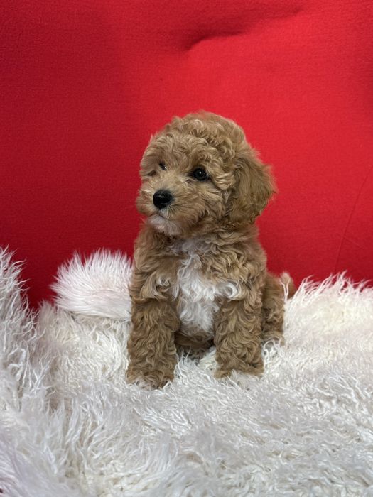 Найкращої якості мальтіпу