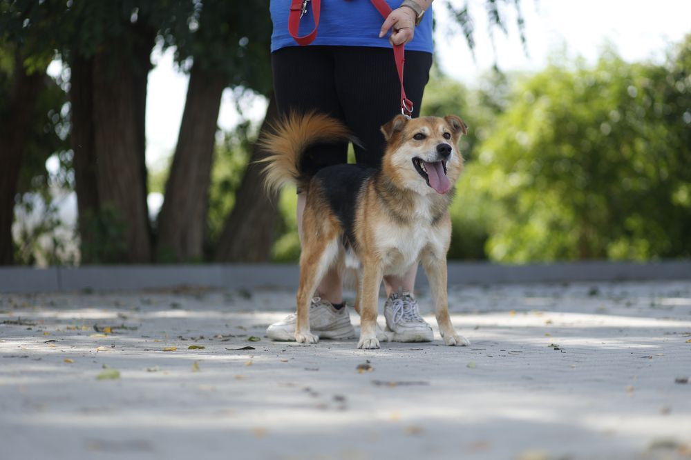 Tylko mnie kochaj - krzyczy Wiper!