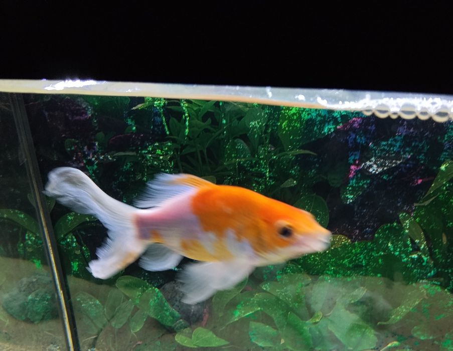 Vendo ou troco peixes