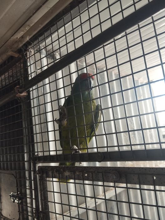 Papagaio bodini femea