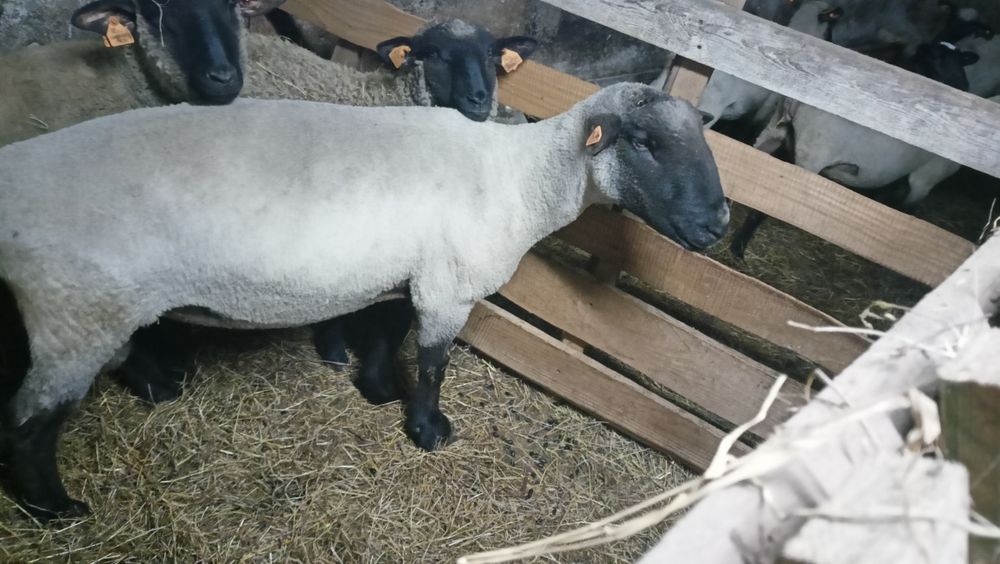 Sprzedam barana czarnogłówka