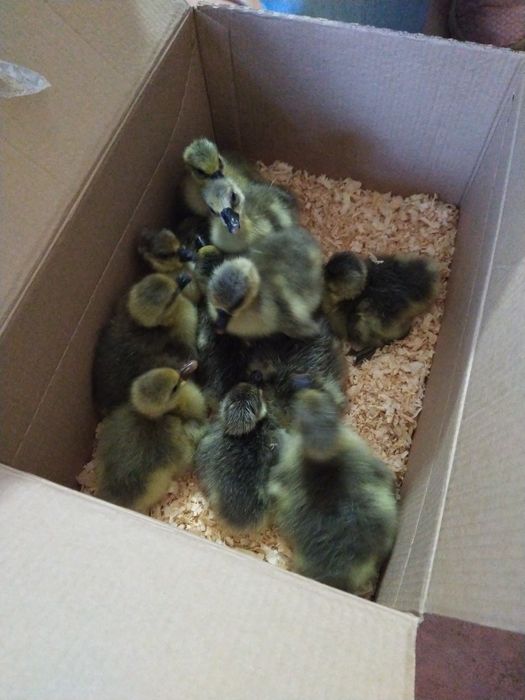 Ovos galados Ganso, Pato, Malines