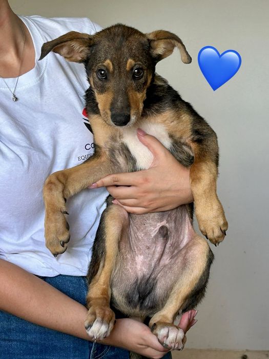 Cães bebés para adoção responsável
