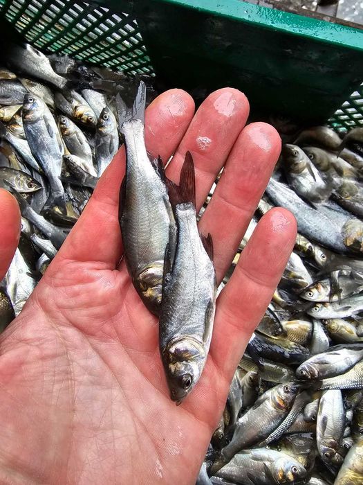 Продам малька Амура, карпа, лина, та іншіх риб