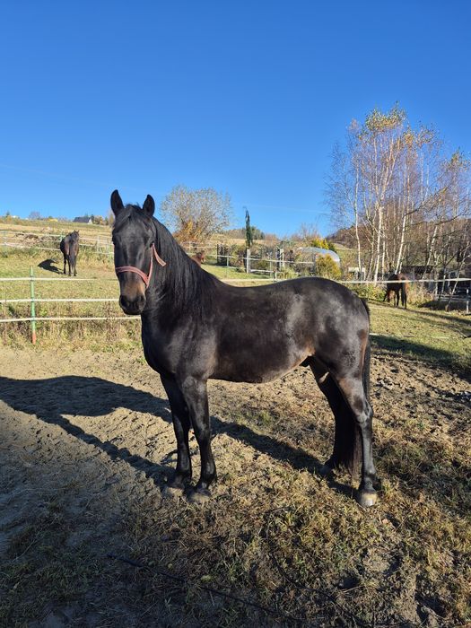 Wałach półfryzyjski