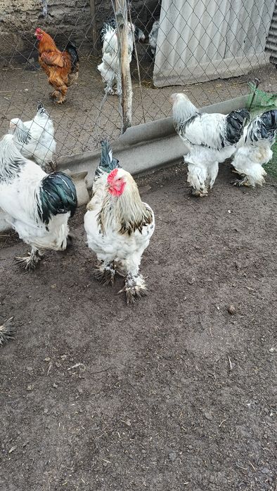 Продам півнів боами