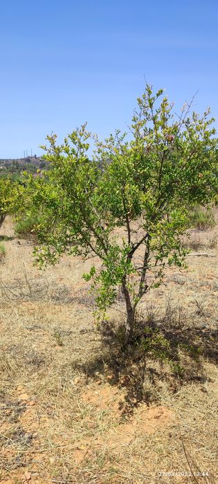 Romanzeiras em vasos.
