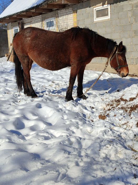 Молода робоча кобила