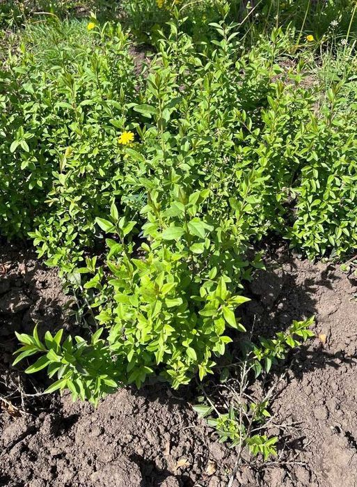 Бірючина саджанці та формована куля , Ligustrum.