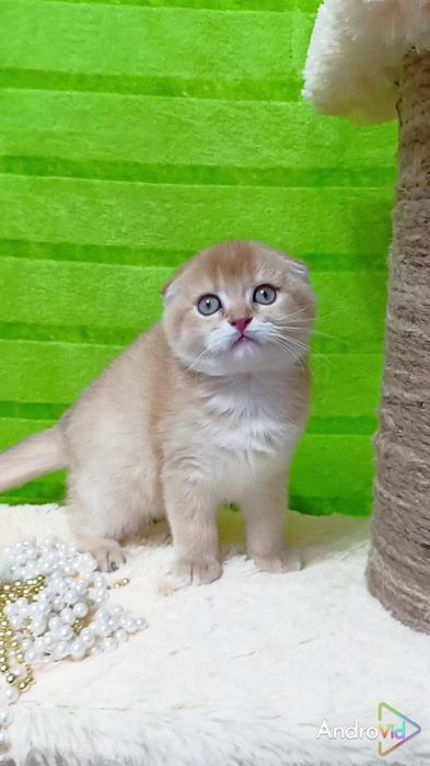 Кукольная вислоухая девочка золотая шиншилла