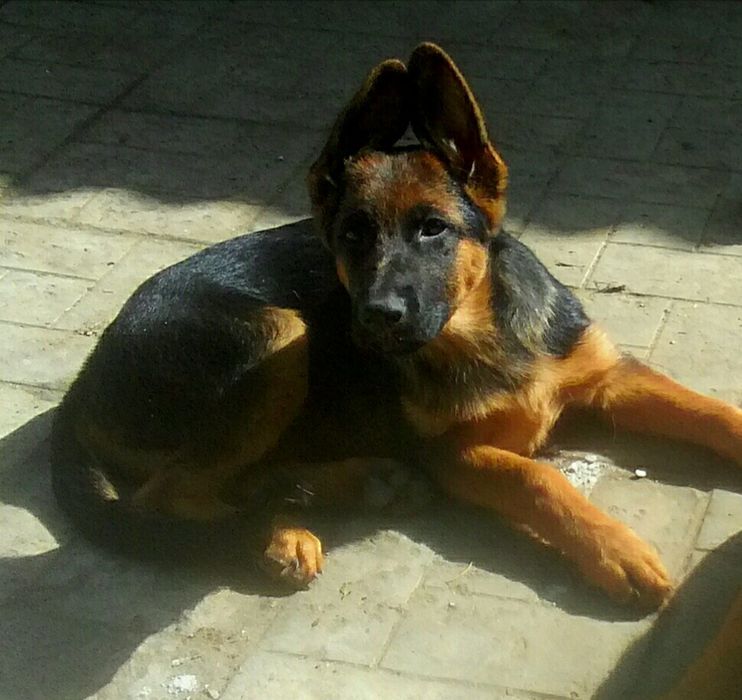 Щенки нем овчарки