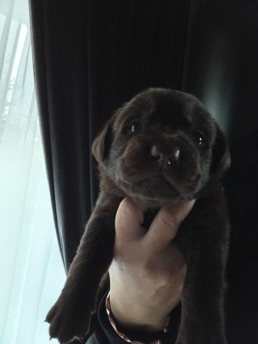 Labrador retriever czekoladowe