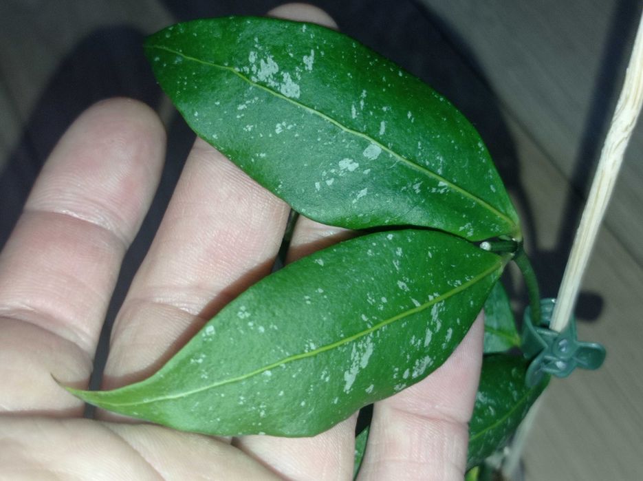 Hoya Hoja AMICABILIS cięta