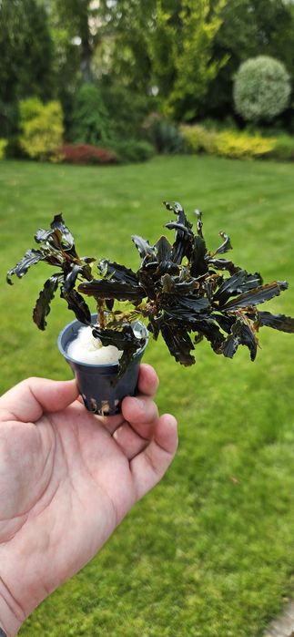 Bucephalandra roślina