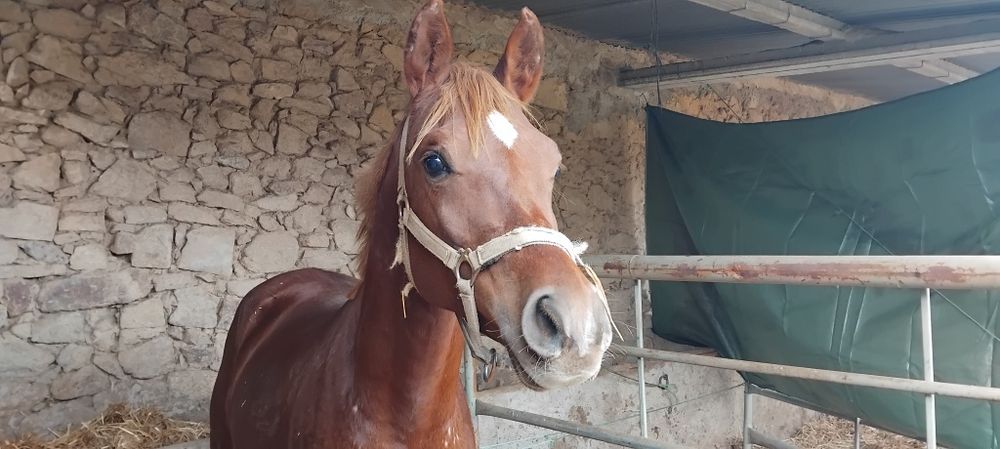 Vende-se poldro árabe com 3 anos