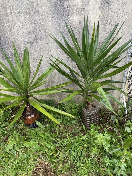 Plantas de yucas para jardins