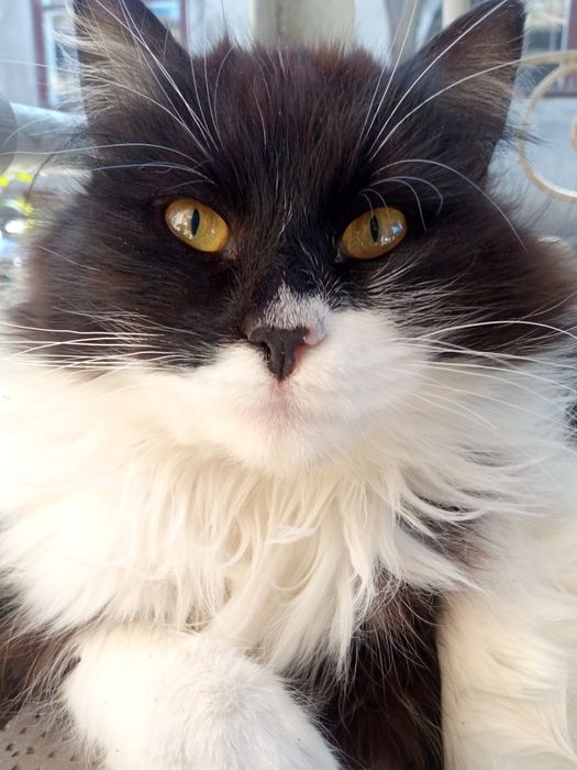 Кошечка Кассандра, 9 месяцев, стерилизована — очень ласковая, ищет дом