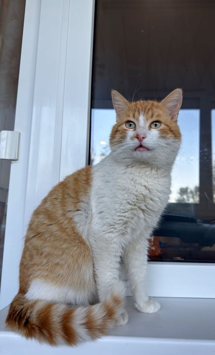 Котик шукає родину