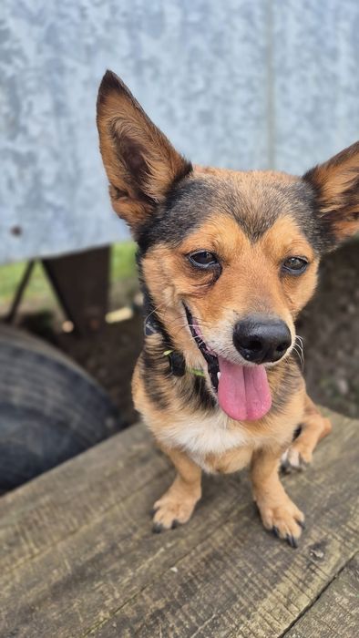 Tobi do adoptowania