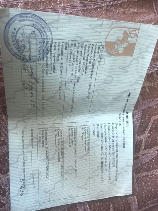 В‘язка Ягдтерьер Кобель