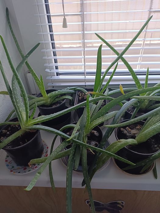 Квіти лікувальні в наявності